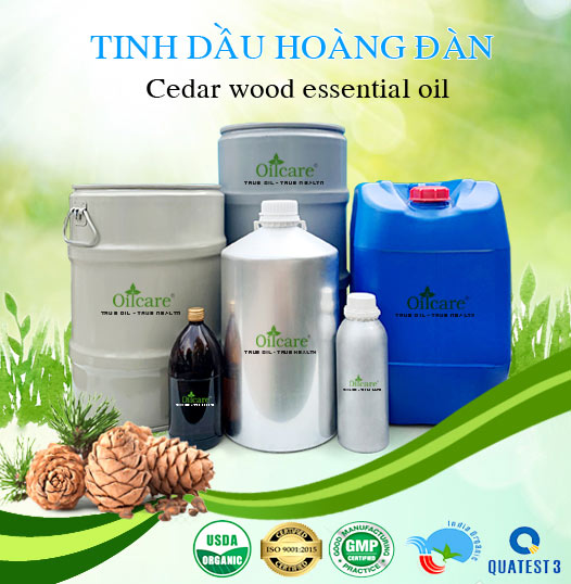 Bán Sỉ Tinh Dầu Hoàng Đàn Tuyết Tùng Nguyên Chất