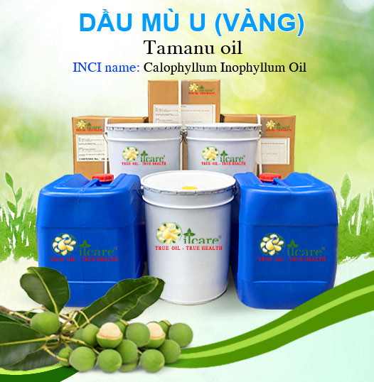 Bán Sỉ Dầu Mù U Nguyên Chất Số Lượng Lớn (Lít, Kg) - Giá Cả Cạnh Tranh