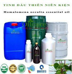 Tinh dầu thiên niên kiện Homalomena occulta bán sỉ lít kg buôn giá rẻ mua ở đâu